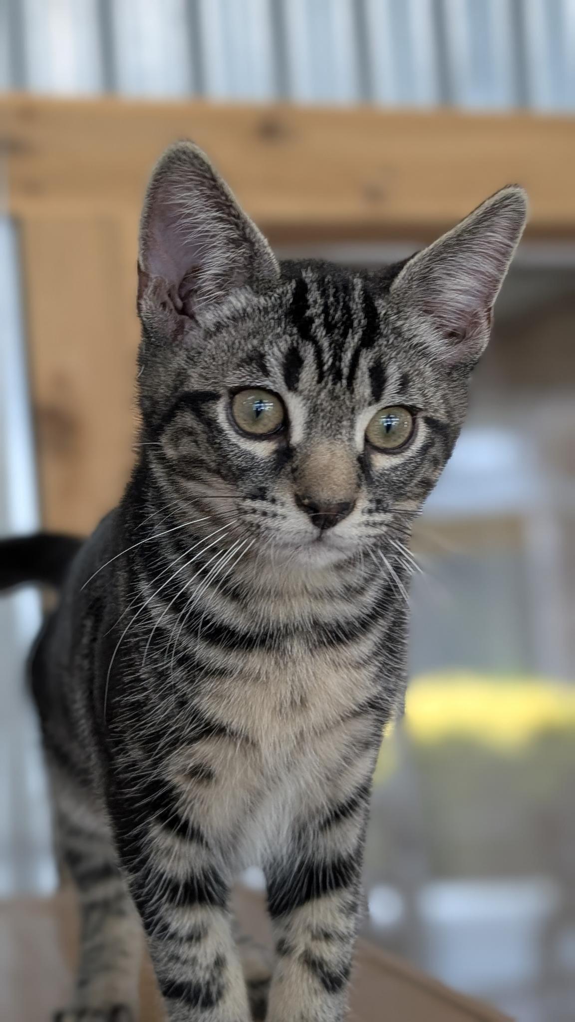 Enlarge Tiff, a Adoptable Domestic Short Hair in Petaluma, CA image 4/5