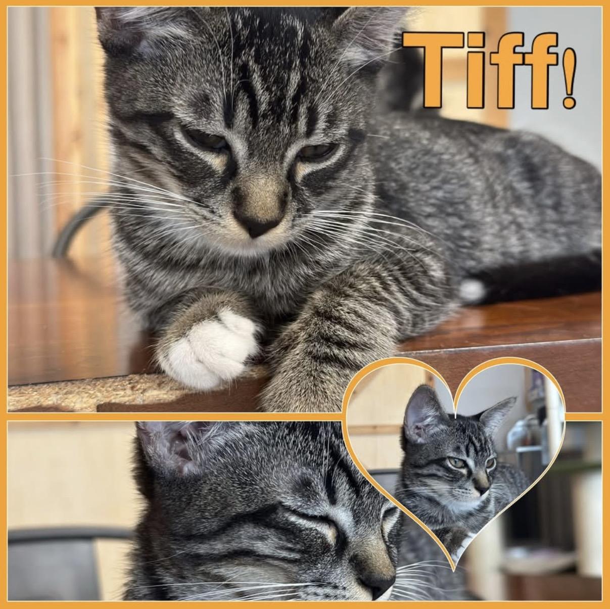 Enlarge Tiff, a Adoptable Domestic Short Hair in Petaluma, CA image 2/5