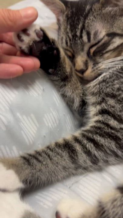 Enlarge Tiff, a Adoptable Domestic Short Hair in Petaluma, CA video 3/5