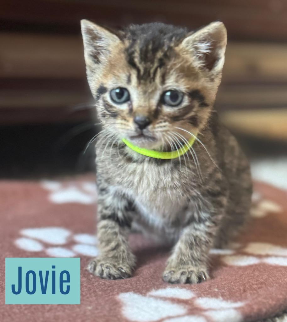 Enlarge Jovie, a Adoptable mixed breed in Leonardtown, MD image 1/1