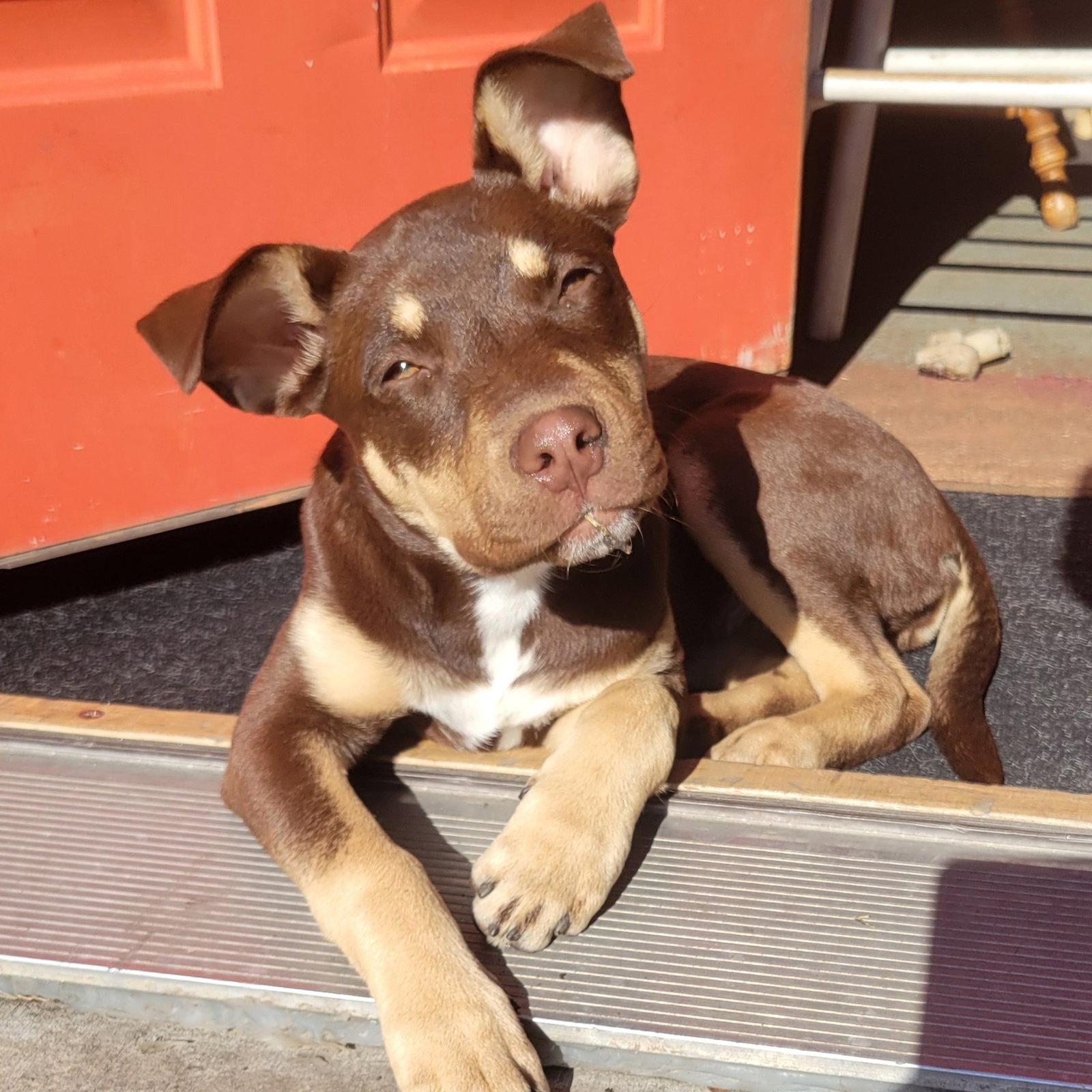 Lia, Adoptable, Young Female Husky & Pit Bull Terrier.