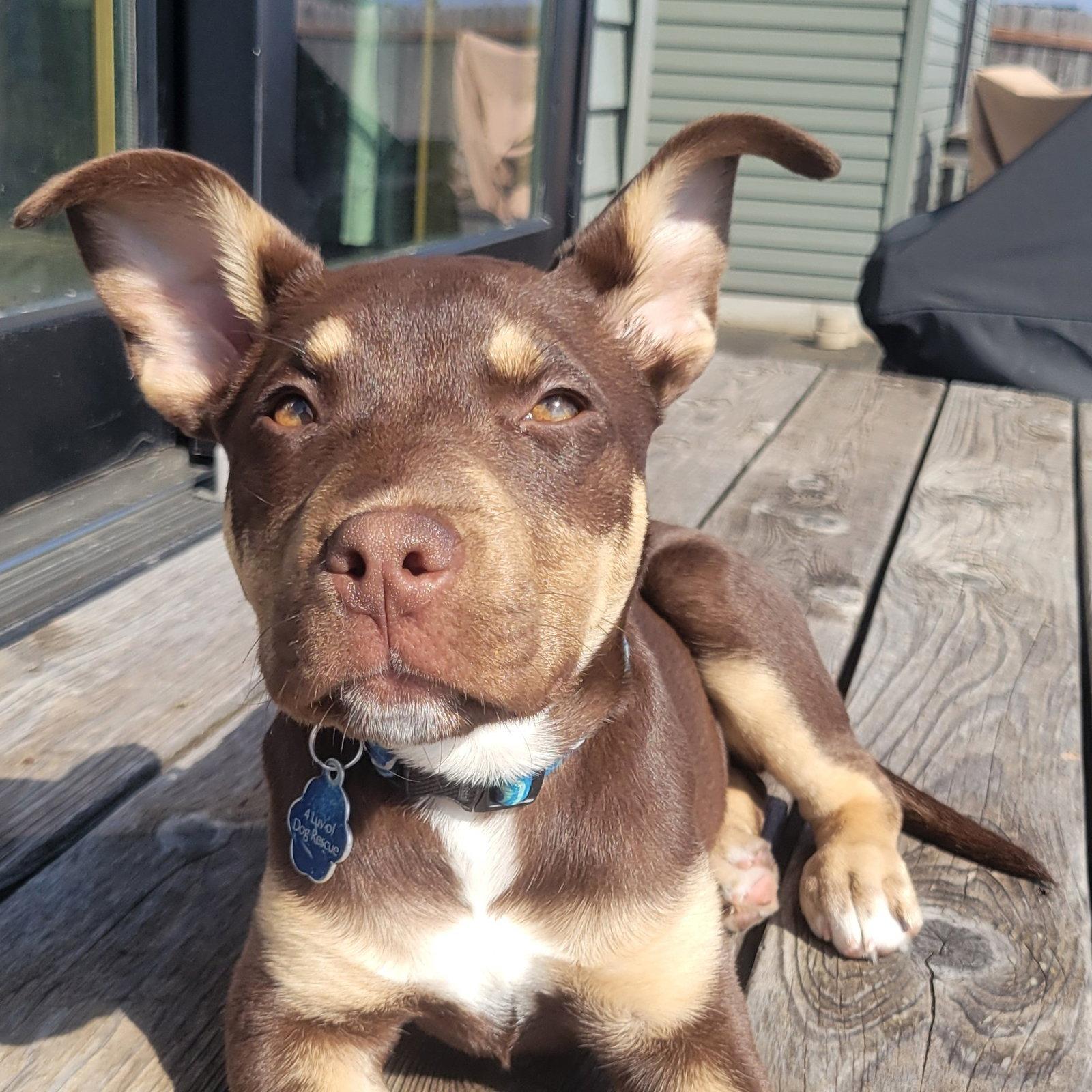 Lia, a Adoptable mixed breed in Fargo, ND image 3/3
