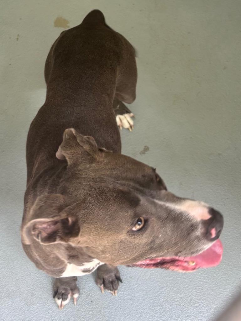 Enlarge Lowkey, a Adoptable mixed breed in Cartersville , GA image 1/1