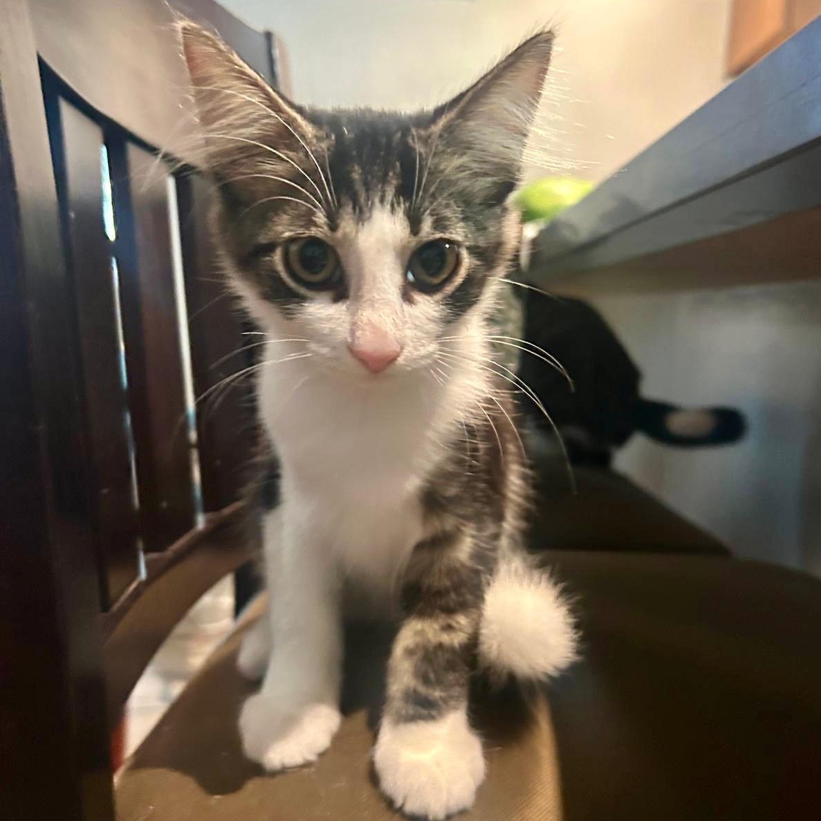 Leo & Louie, a Adoptable Domestic Short Hair in Hopkinton, MA image 4/5