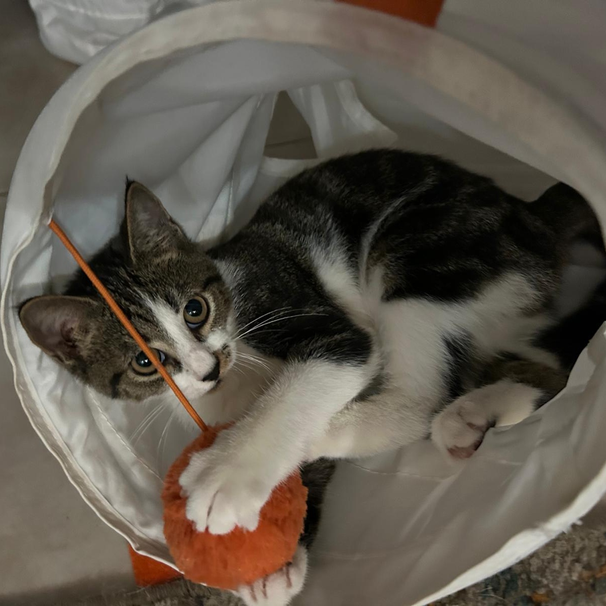 Leo & Louie, a Adoptable Domestic Short Hair in Hopkinton, MA image 3/5