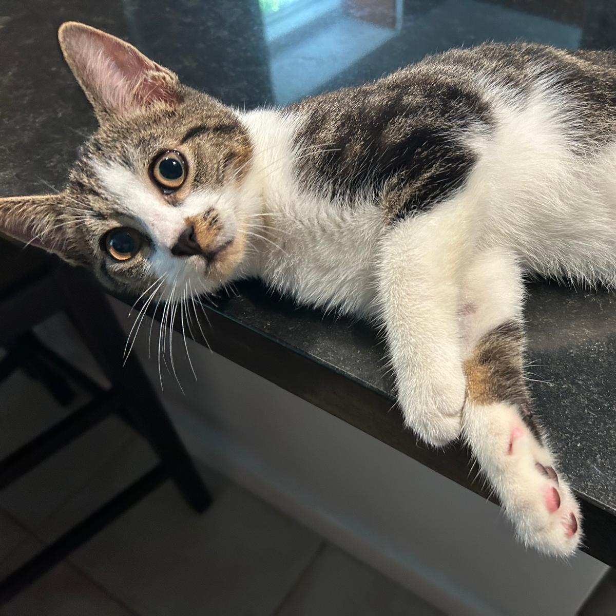 Leo & Louie, Adoptable, Kitten Male Domestic Short Hair.