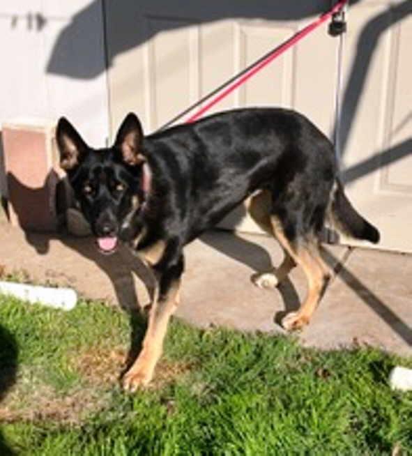 Rose, a Adoptable German Shepherd Dog in Pleasant Grove, CA image 1/3
