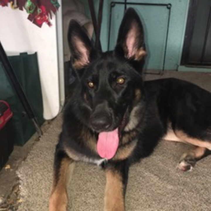 Rose, a Adoptable German Shepherd Dog in Pleasant Grove, CA image 2/3