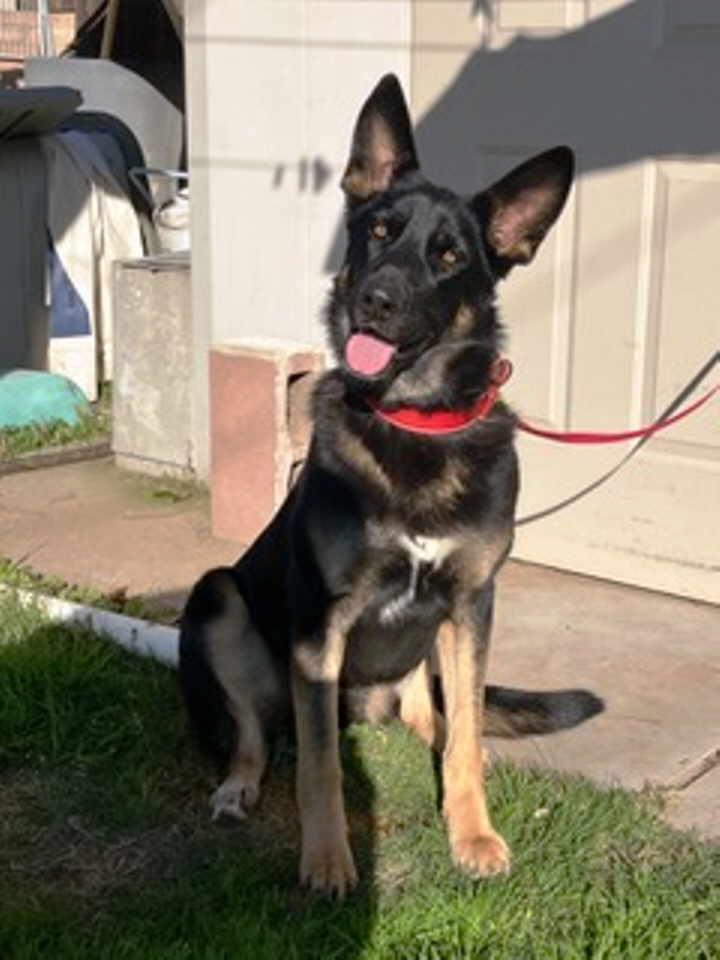 Rose, a Adoptable German Shepherd Dog in Pleasant Grove, CA image 3/3
