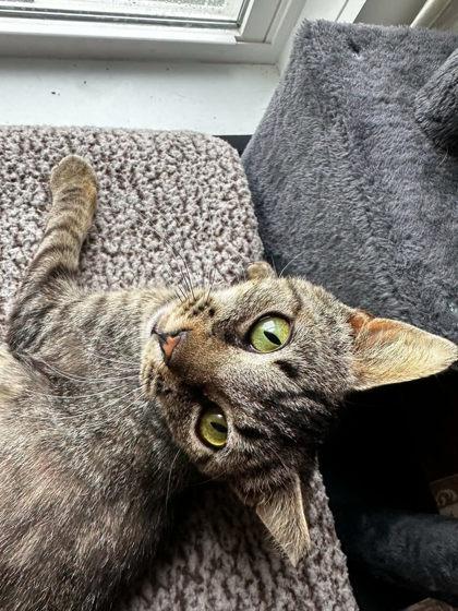 Enlarge Dr. Melissa King, a Adoptable mixed breed in Berwick, PA image 1/2