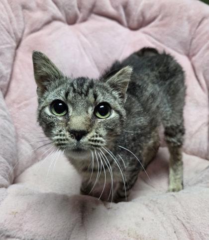 Enlarge Dr. Melissa King, a Adoptable mixed breed in Berwick, PA image 1/1