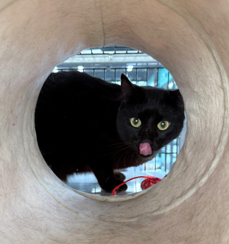 It, Adopted, Young Male Domestic Short Hair.