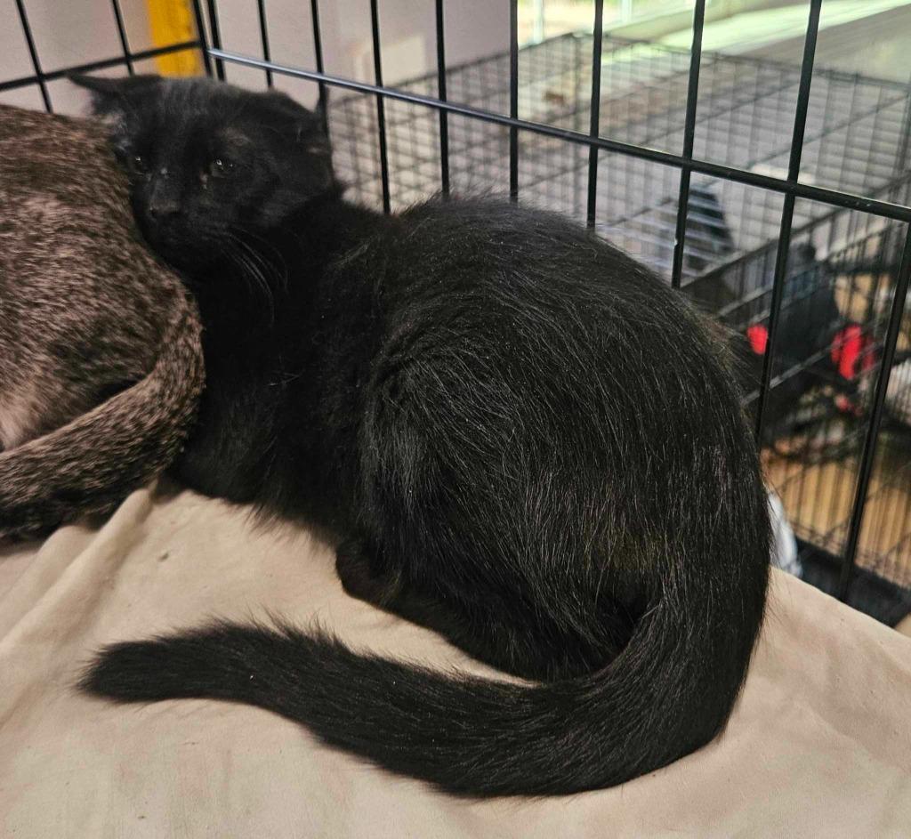 Enlarge It, a Adopted mixed breed in Richland Hills, TX image 2/2