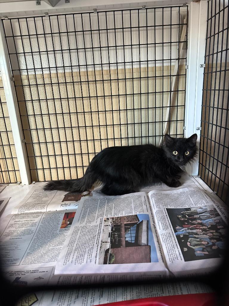Enlarge dlh blk kitten, a Adoptable mixed breed in Green River, WY image 1/1