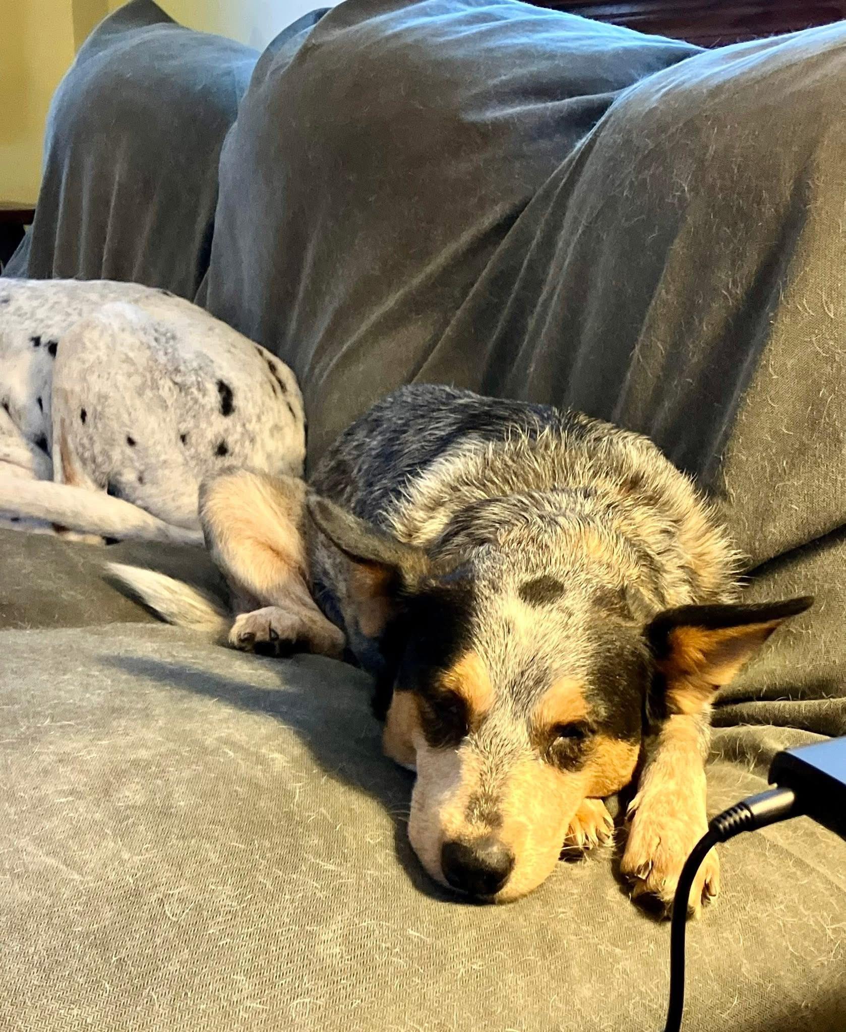 Enlarge LOTTIE, a ADOPTABLE Australian Cattle Dog / Blue Heeler in Media, PA image 4/5