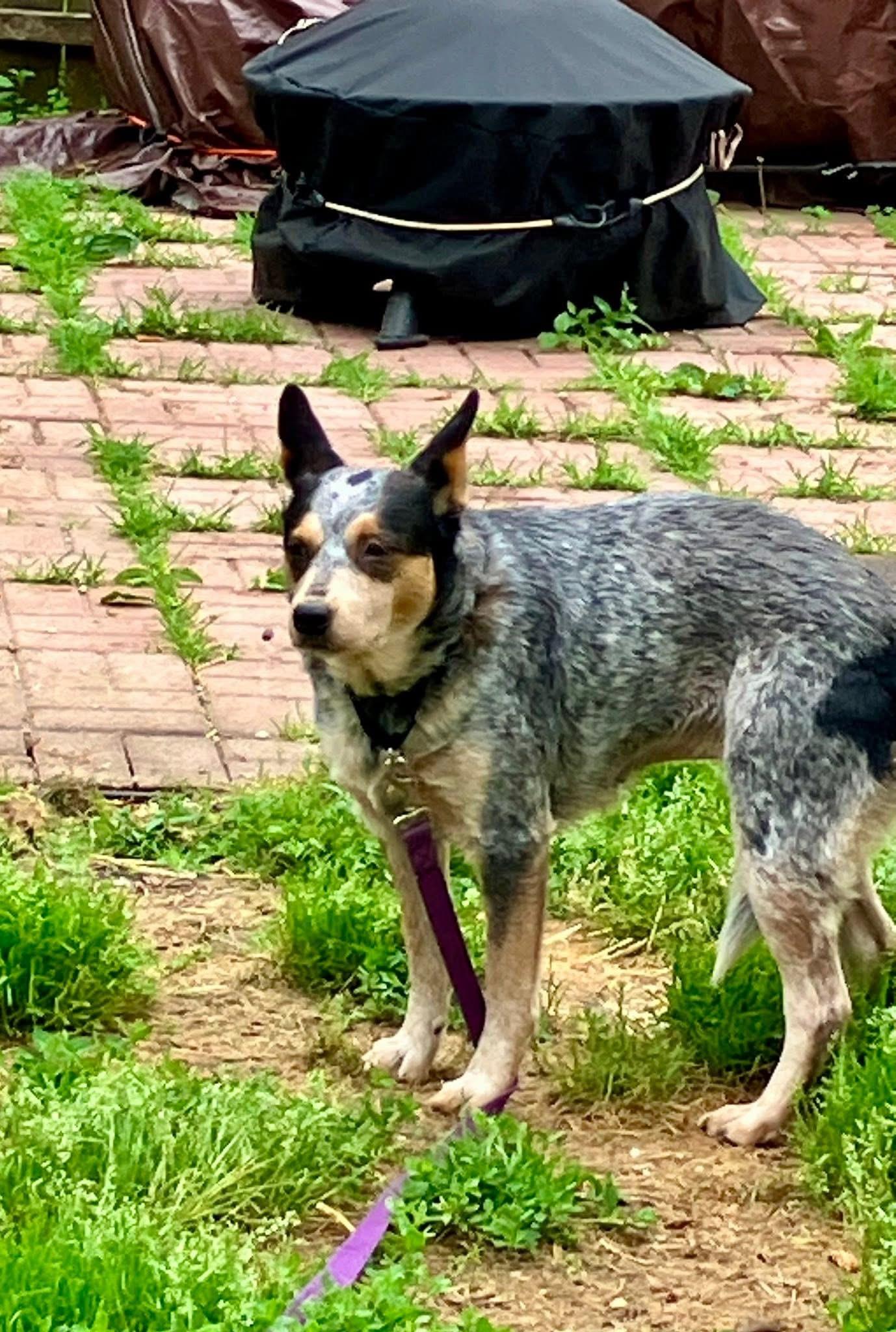 Enlarge LOTTIE, a ADOPTABLE Australian Cattle Dog / Blue Heeler in Media, PA image 3/5