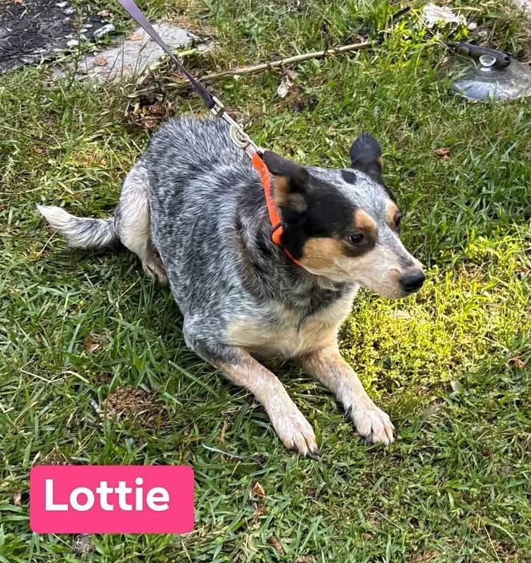 Enlarge LOTTIE, a ADOPTABLE Australian Cattle Dog / Blue Heeler in Media, PA image 5/5