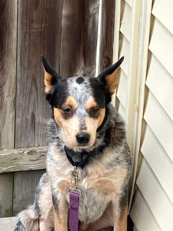 LOTTIE, ADOPTABLE, Adult Female Australian Cattle Dog / Blue Heeler.