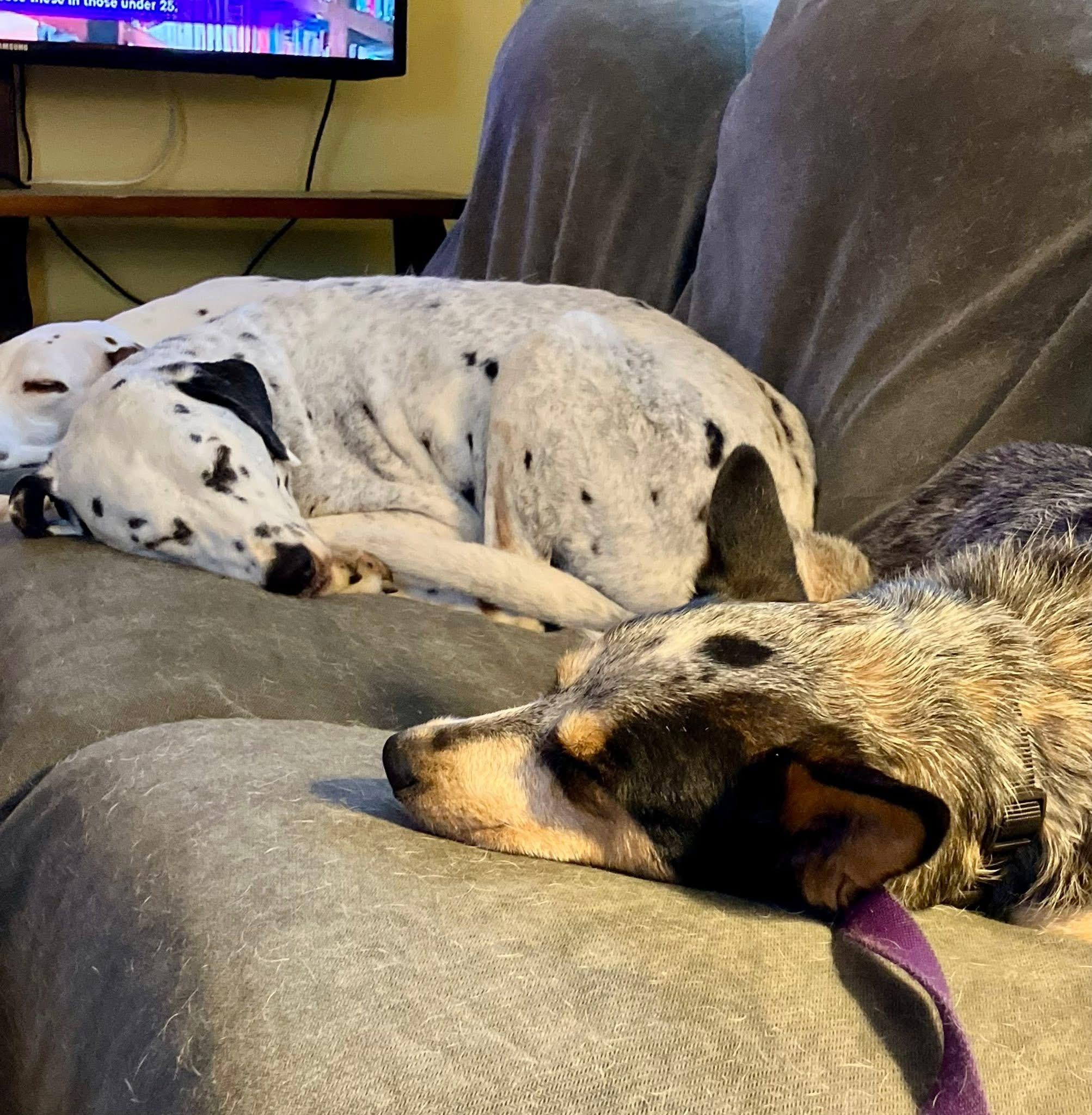 Enlarge LOTTIE, a ADOPTABLE Australian Cattle Dog / Blue Heeler in Media, PA image 2/5
