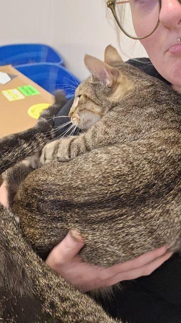 Enlarge Sherlock, a Adoptable Oriental Tabby in Barron, WI image 1/6