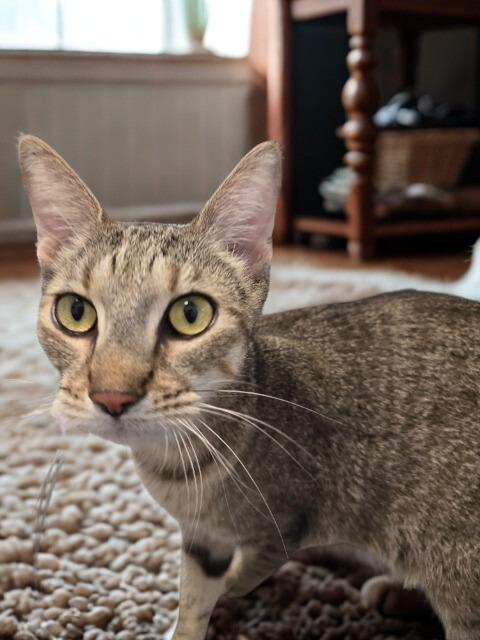 Enlarge Sherlock, a Adoptable Oriental Tabby in Barron, WI image 3/6