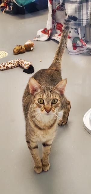 Enlarge Sherlock, a Adoptable Oriental Tabby in Barron, WI image 4/6