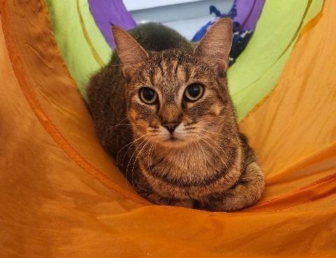 Enlarge Sherlock, a Adoptable mixed breed in Barron, WI image 2/3