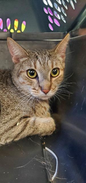 Enlarge Sherlock, a Adoptable Oriental Tabby in Barron, WI image 5/6