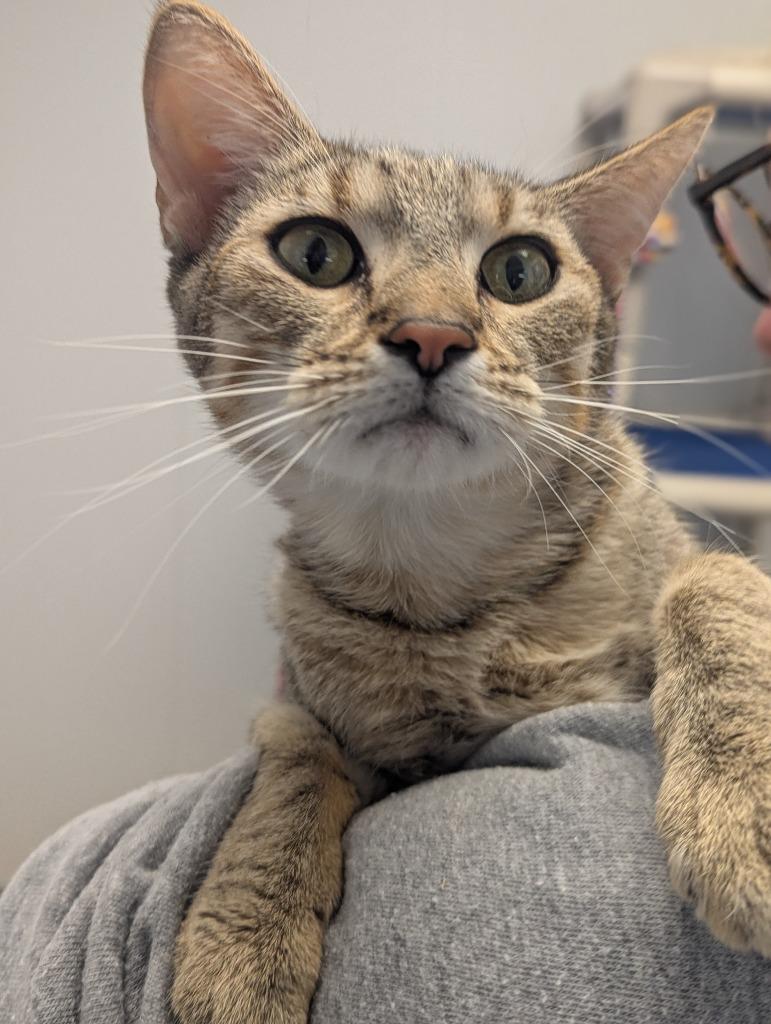 Enlarge Sherlock, a Adoptable Oriental Tabby in Barron, WI image 6/6