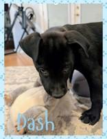 Enlarge Dash , a Adoptable mixed breed in Mobile, AL image 1/1