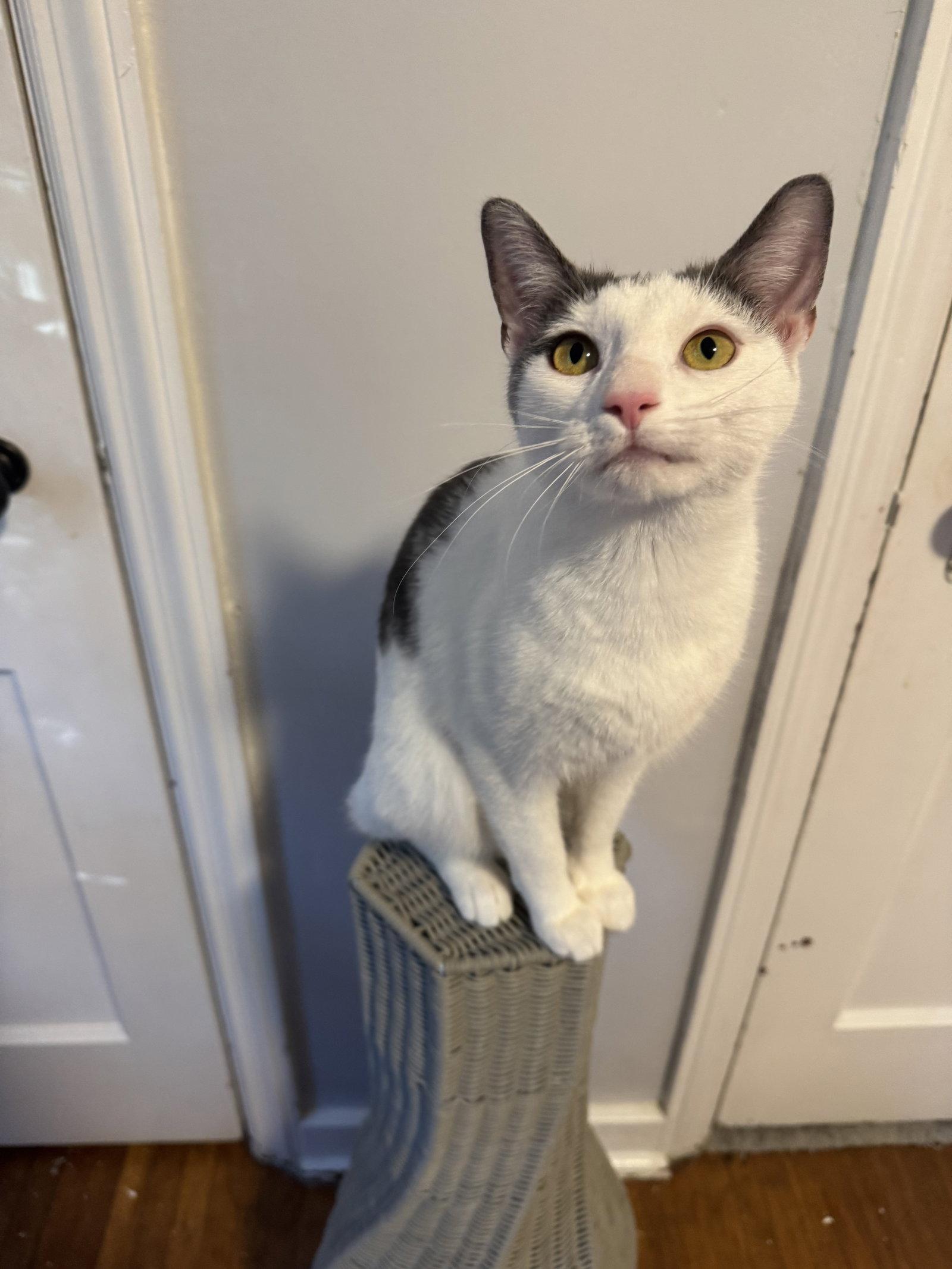 Penelope, Adopted, Young Female Domestic Short Hair.