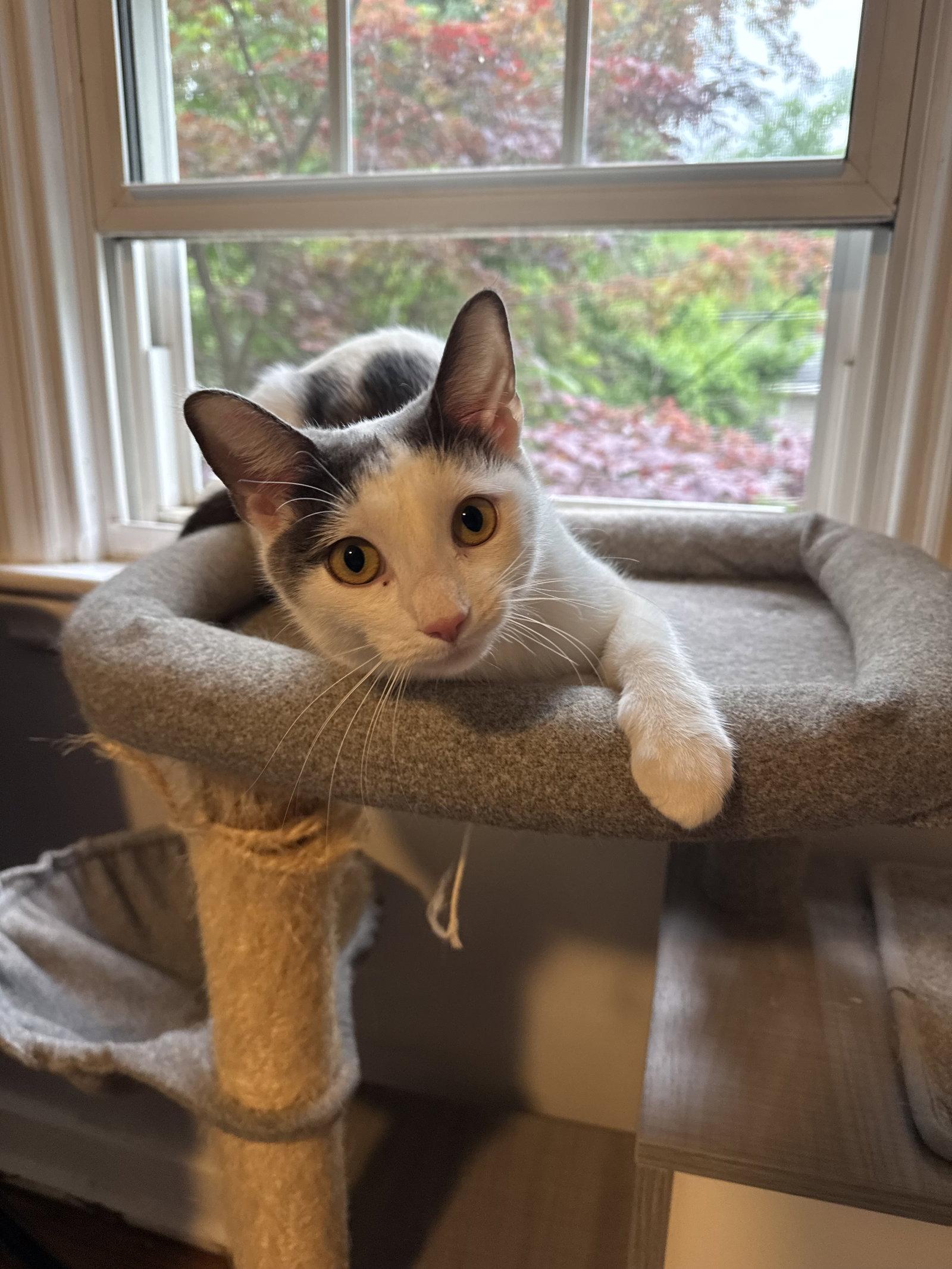 Penelope, a Adopted Domestic Short Hair in Newtown Square, PA image 2/3