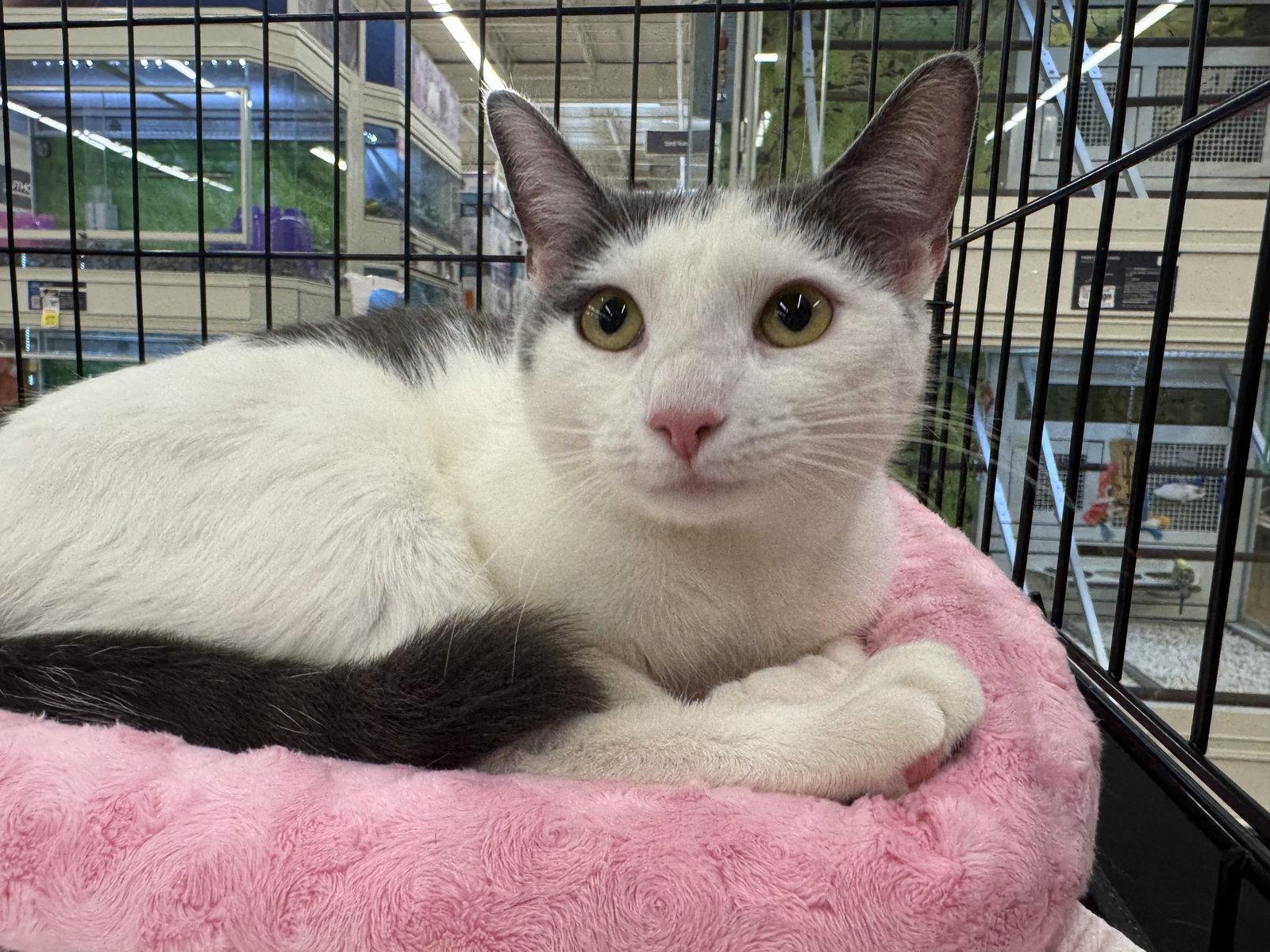 Penelope, a Adopted Domestic Short Hair in Newtown Square, PA image 3/3