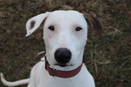 Travis, Adoptable, Adult Male Hound & Mixed Breed.