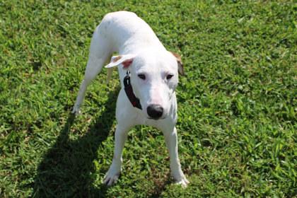 Enlarge Travis, a Adoptable mixed breed in Kansas City, MO image 1/2