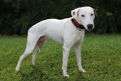 Enlarge Travis, a Adoptable mixed breed in Kansas City, MO image 2/2