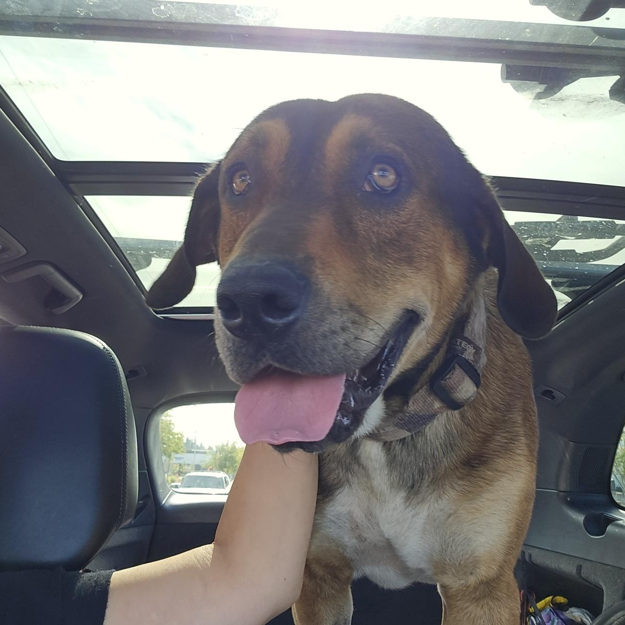 Steve, ADOPTABLE, Adult Male Labrador Retriever & German Shepherd Dog.