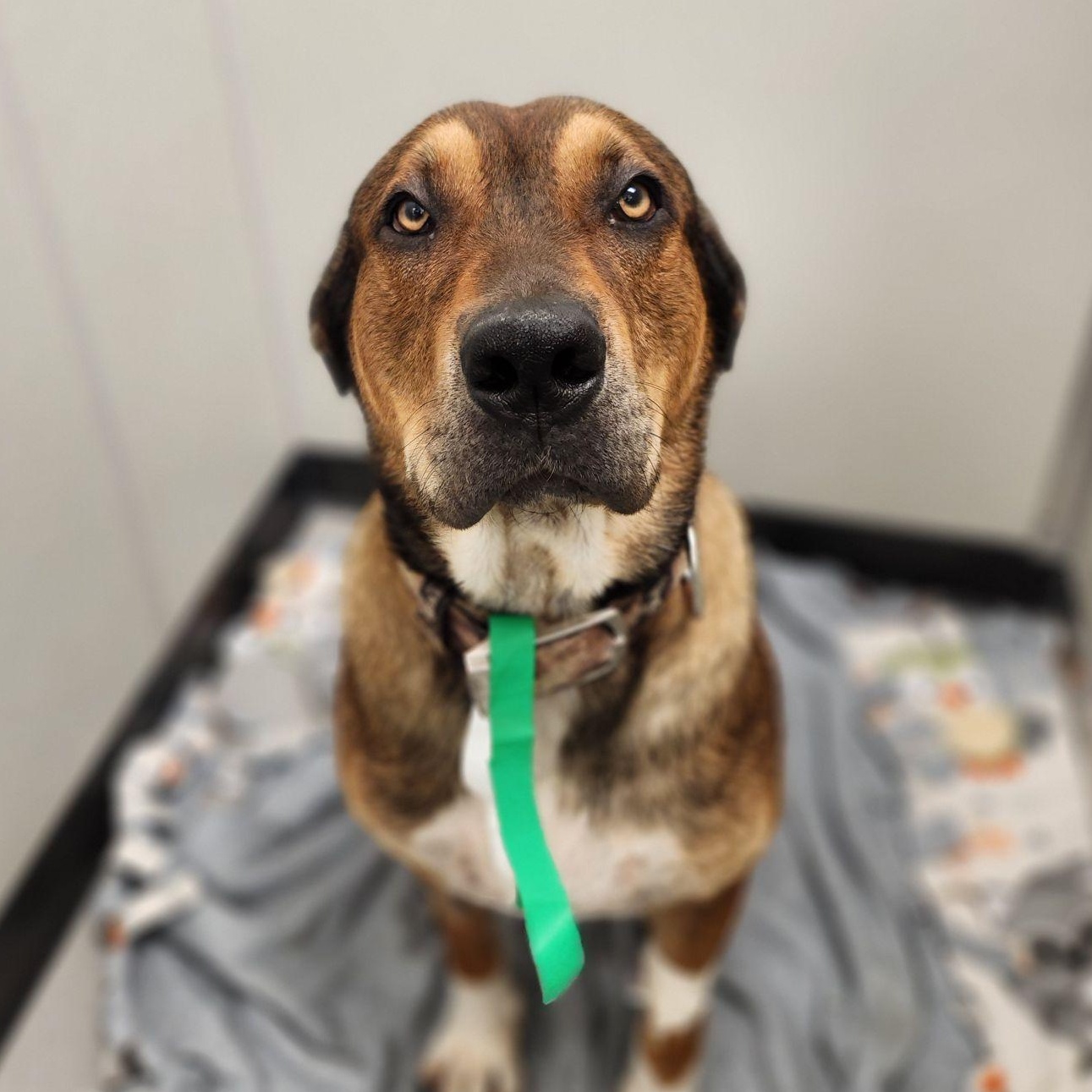 Enlarge Steve, a ADOPTABLE mixed breed in Tacoma, WA image 3/3