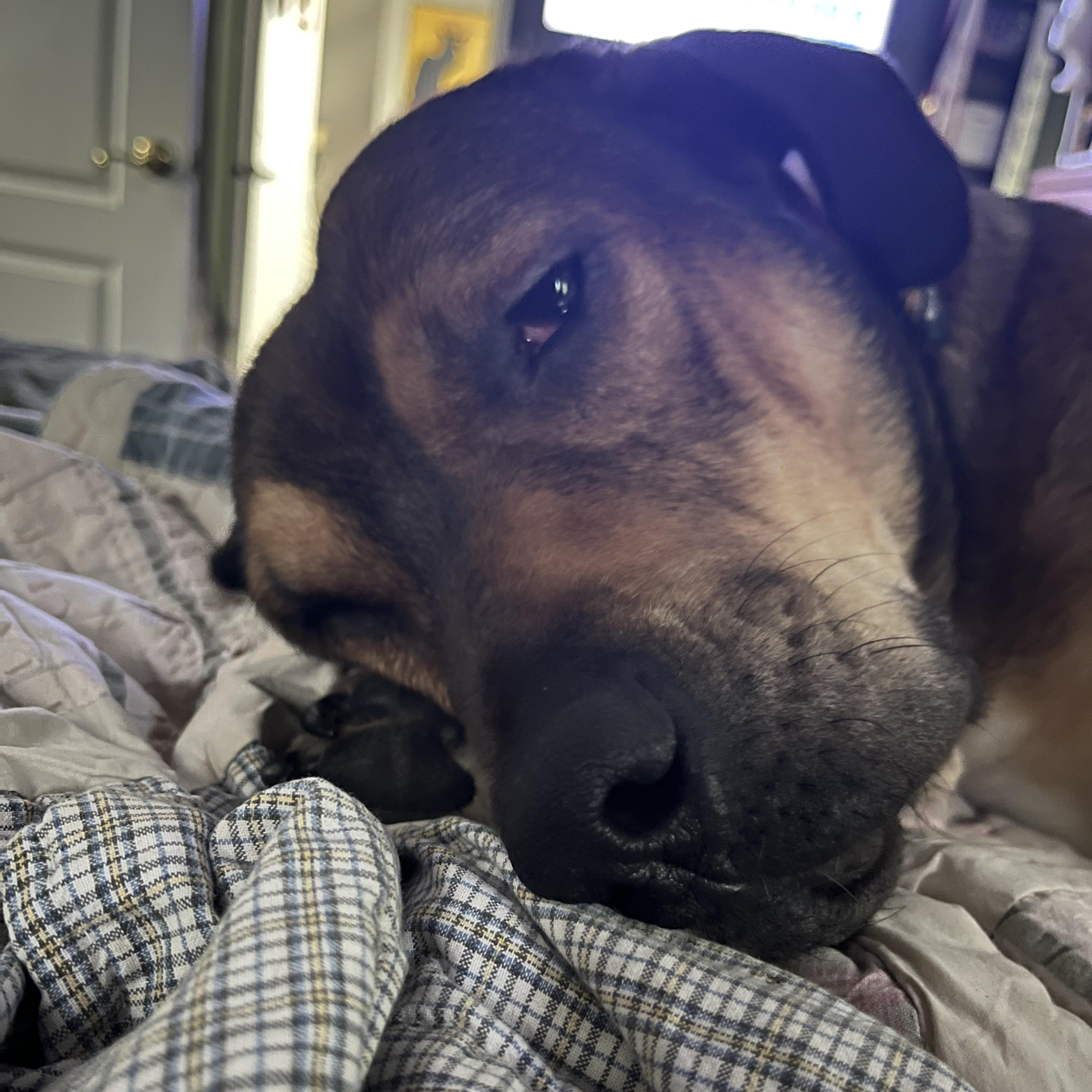Enlarge Steve, a ADOPTABLE mixed breed in Tacoma, WA image 2/3
