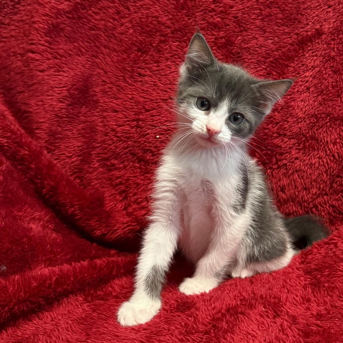 Enlarge Yahtzee - Preadoption ONLY, a Adoptable Domestic Short Hair in Chilliwack, BC image 1/1