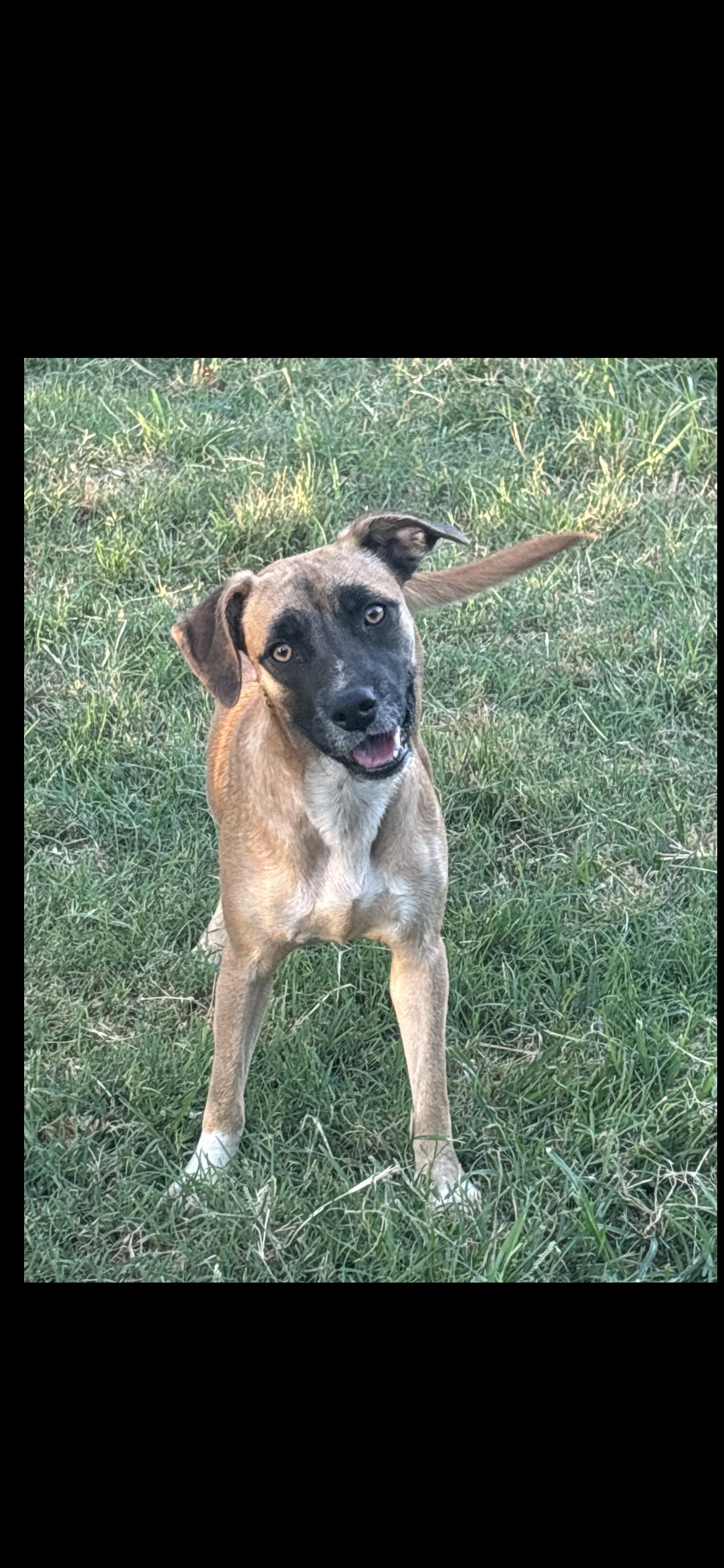 Enlarge Keira, a Adoptable mixed breed in Hamden, CT image 5/5