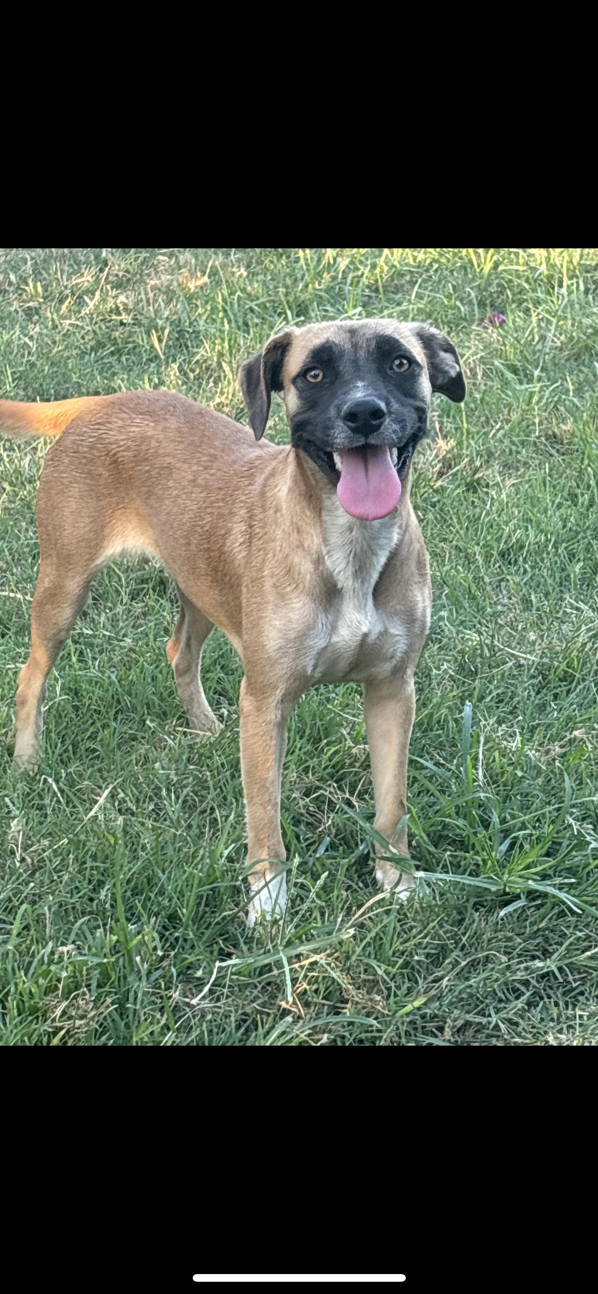 Enlarge Keira, a Adoptable mixed breed in Hamden, CT image 3/5