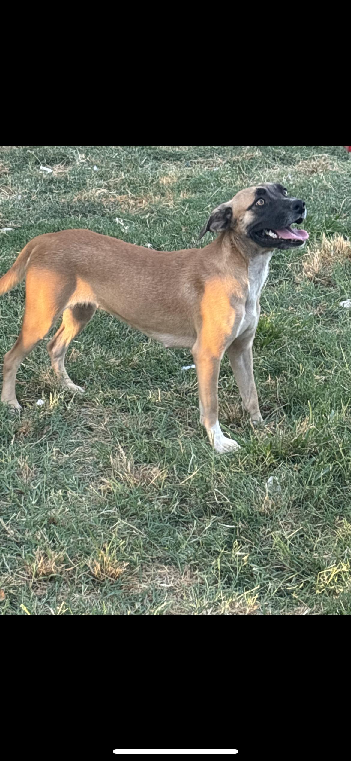 Enlarge Keira, a Adoptable mixed breed in Hamden, CT image 2/5