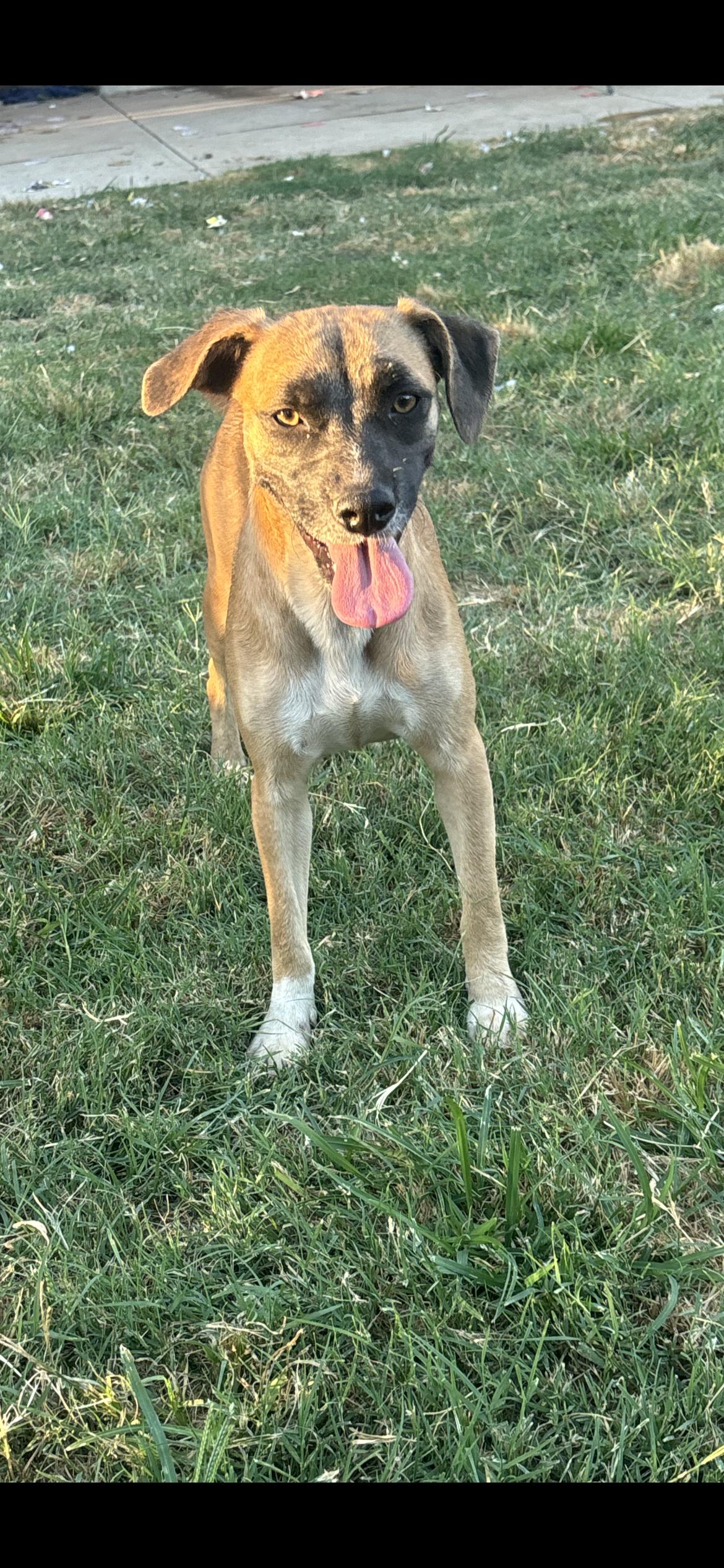 Enlarge Keira, a Adoptable mixed breed in Hamden, CT image 4/5