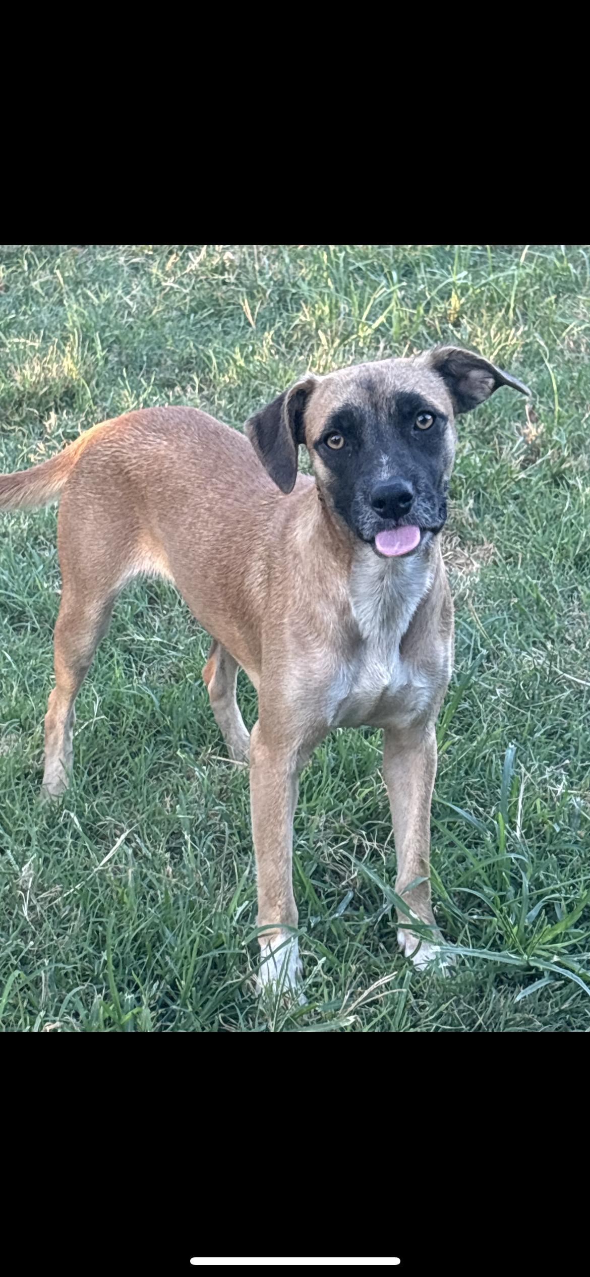 Enlarge Keira, a Adoptable mixed breed in Hamden, CT image 1/5