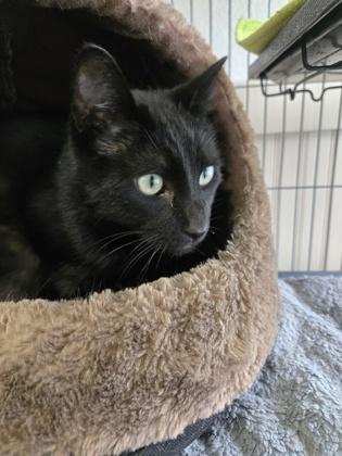 Chicory, Adoptable, Adult Male Domestic Short Hair.