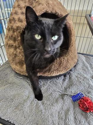 Chicory, a Adoptable Domestic Short Hair in Long Beach, WA image 2/3