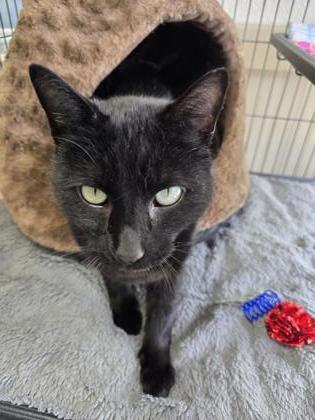 Chicory, a Adoptable Domestic Short Hair in Long Beach, WA image 3/3