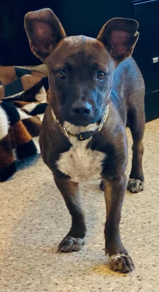 Enlarge Coco, a Adopted mixed breed in Gold Beach, OR image 1/1