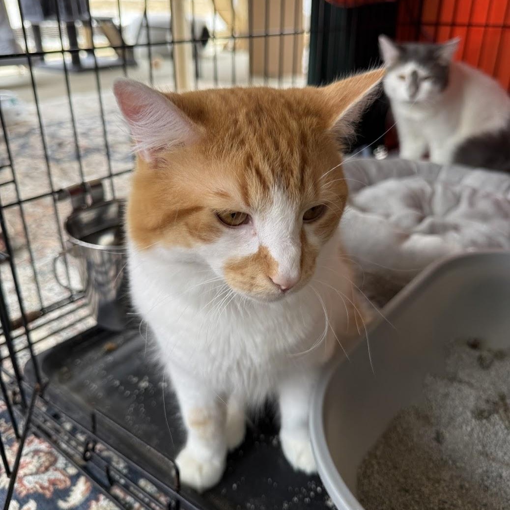 Toast, Cheeto, and Ash